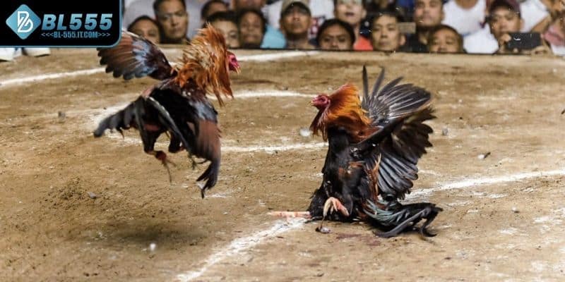 Sự khác biệt đá gà cựa dao và đá gà truyền thống