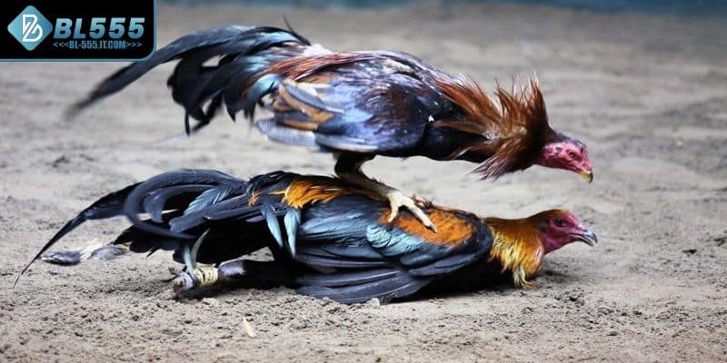 Bí quyết cá cược đá gà cựa sắt luôn thắng