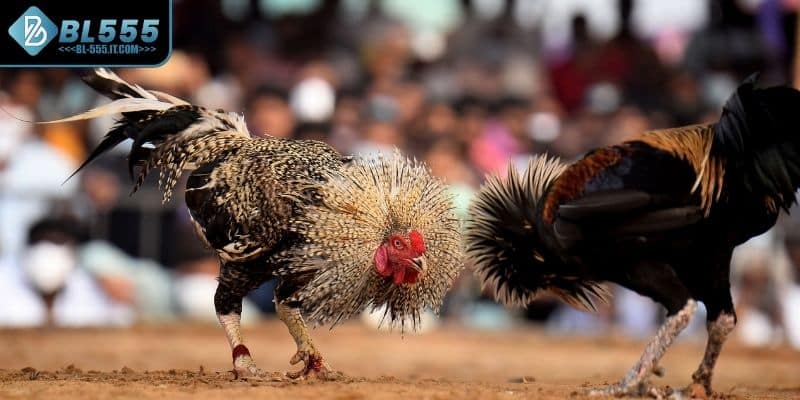 Khái quát thông tin về hình thức đá gà Campuchia